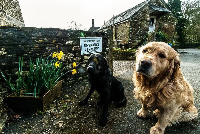 Trenderway Farm Bed & Breakfast Looe Eksteriør bilde